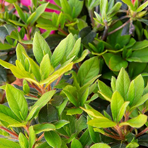 Pink Flowering Shrub Q57582
