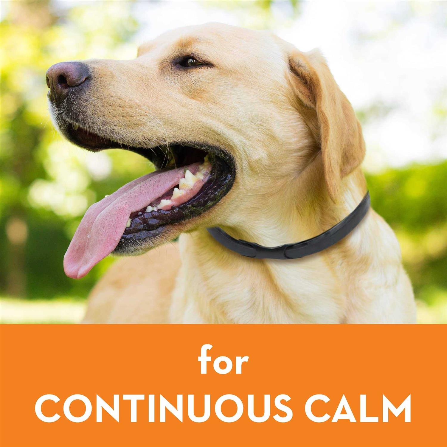 Calming Dog Collar X2553