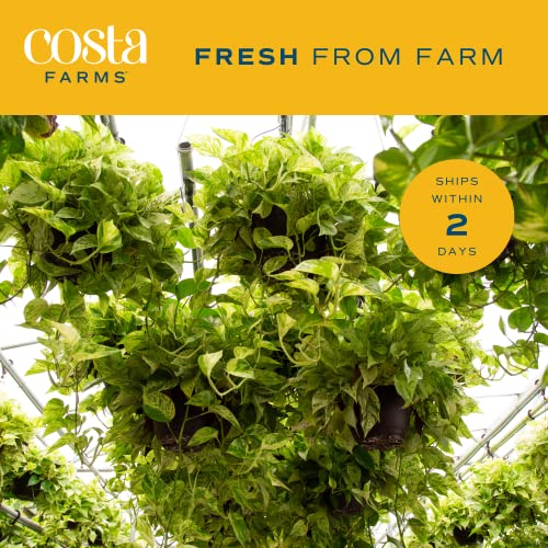 Live Pothos Plant A9037