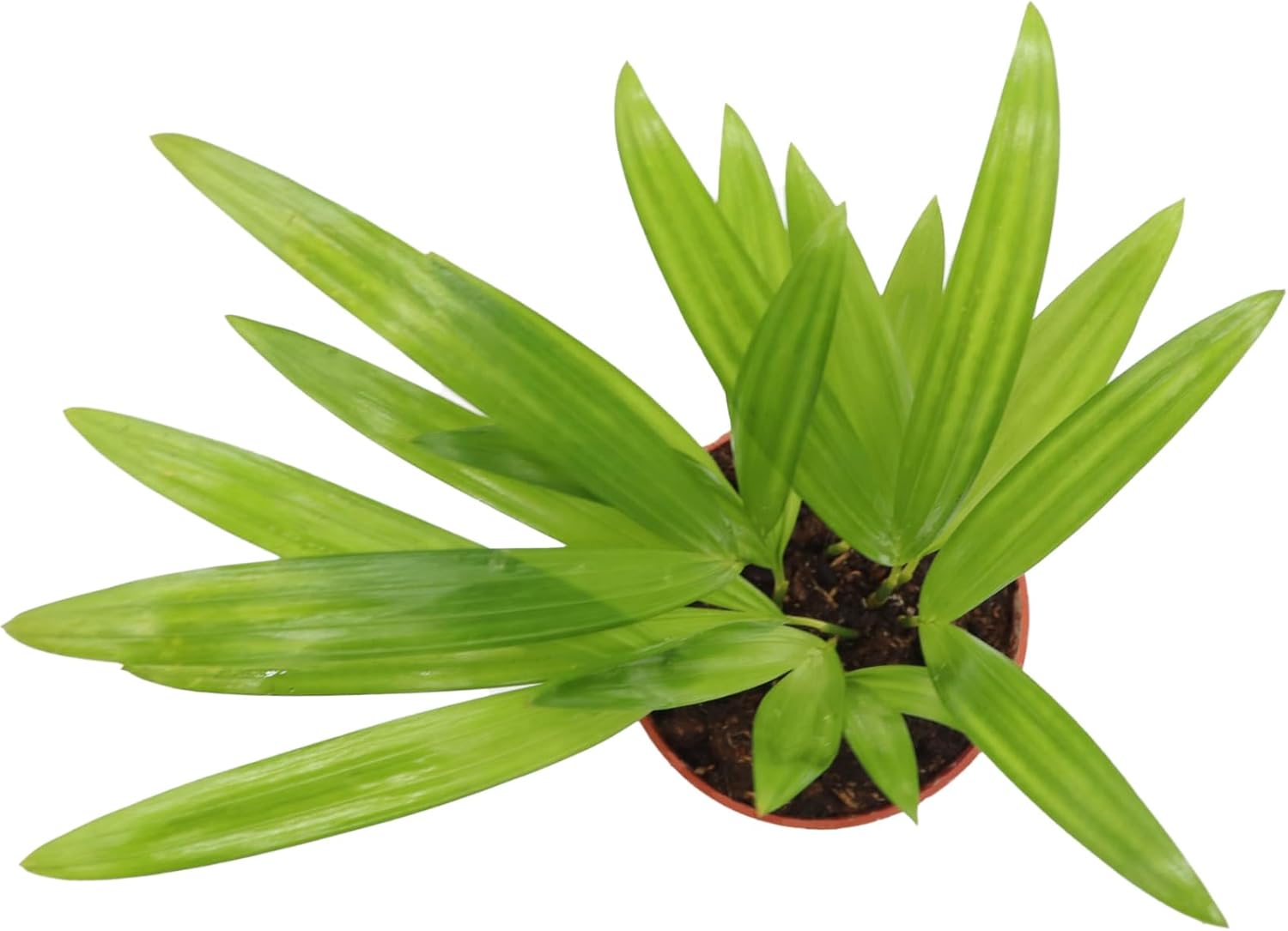 4 inch Areca Palm W427