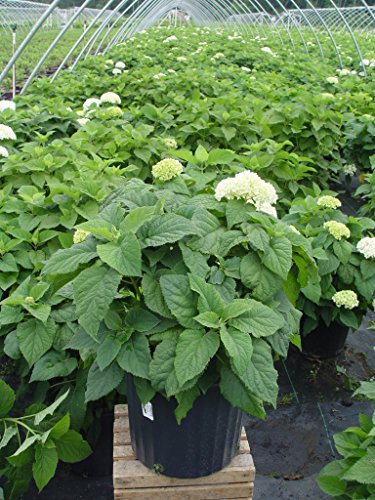 White Smooth Hydrangea Shrub P4844