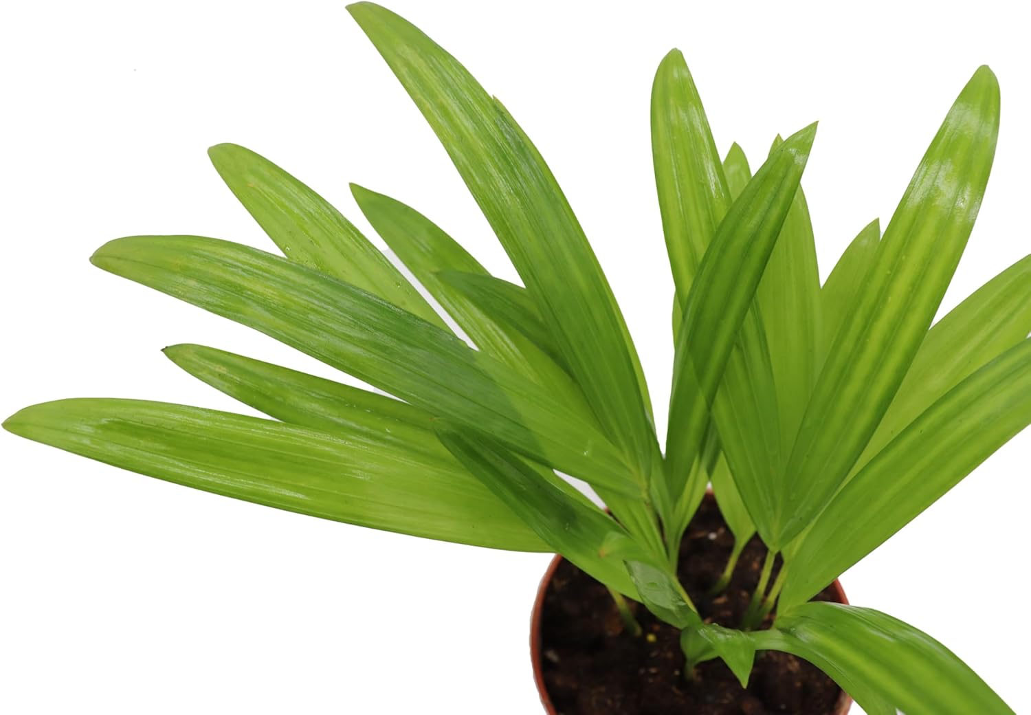4 inch Areca Palm W427