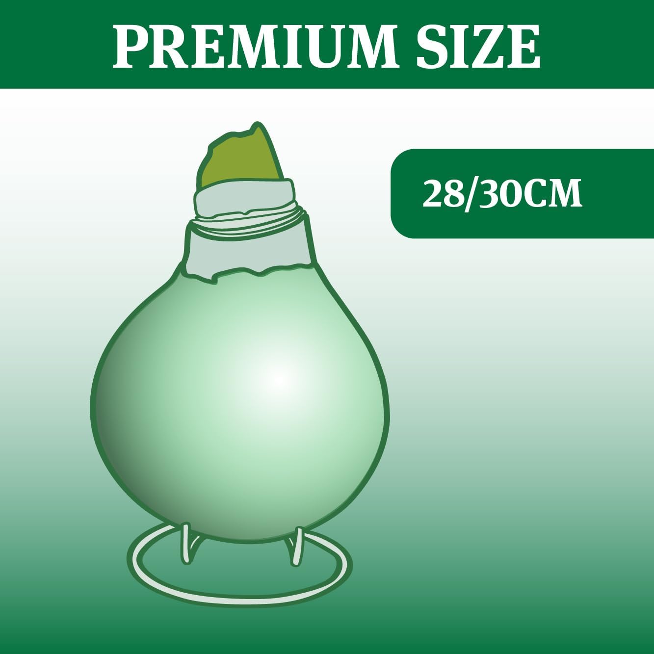 Waxed Amaryllis Flower Bulb with Stand C48961