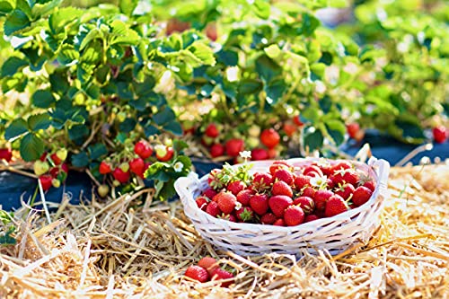120 sq. ft. Organic Straw Mulch Cover V54436