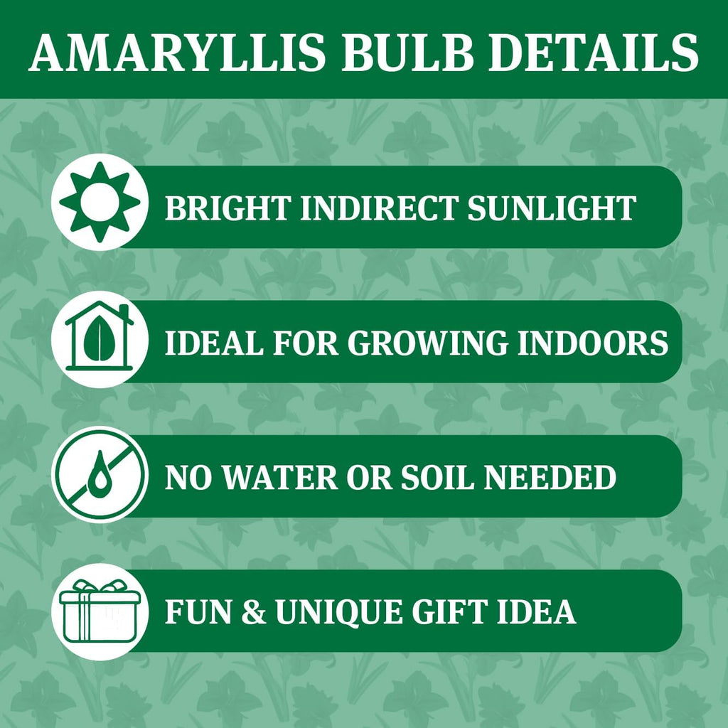 Waxed Amaryllis Flower Bulb with Stand C48961