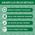 Waxed Amaryllis Flower Bulb with Stand C48961