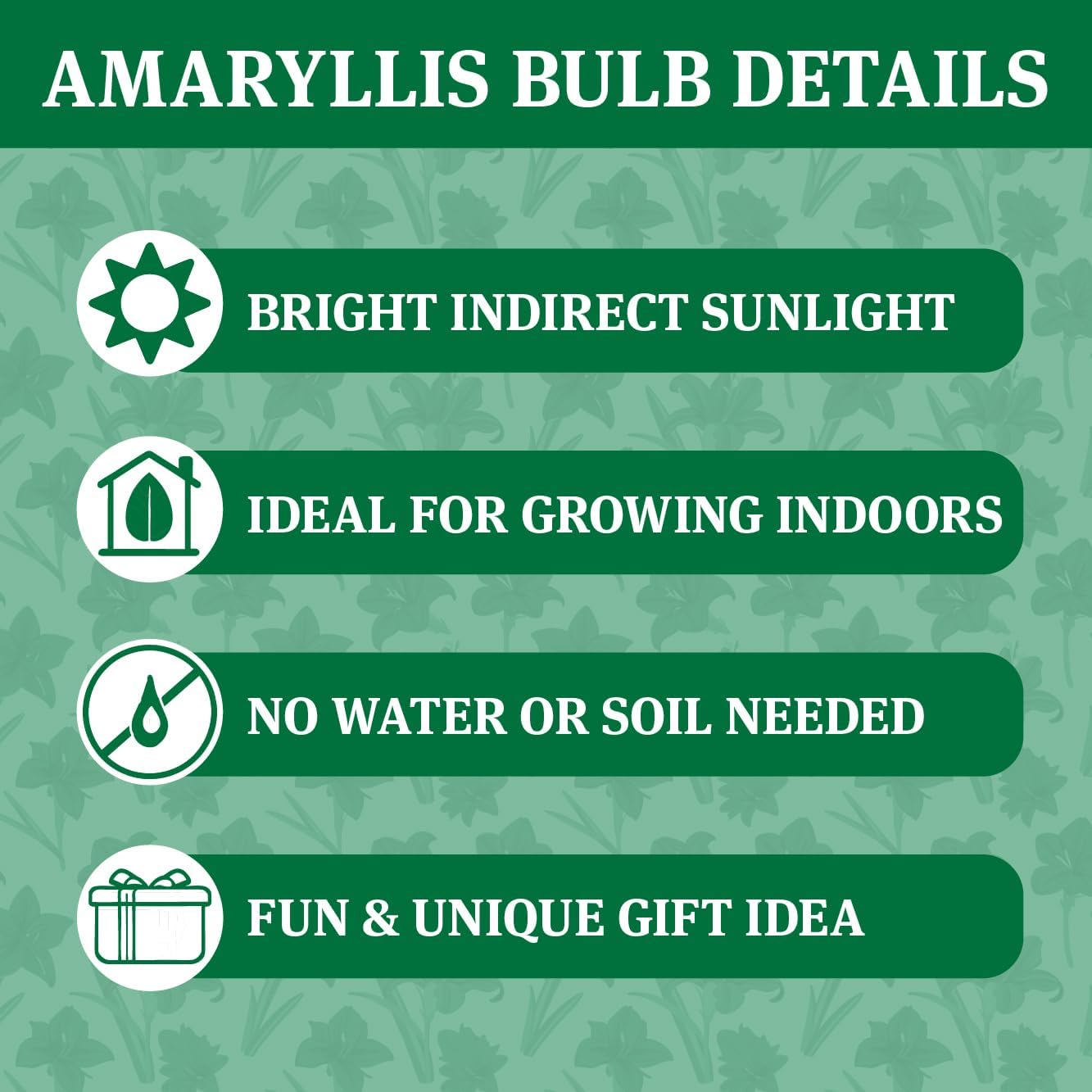 Waxed Amaryllis Flower Bulb with Stand C48961