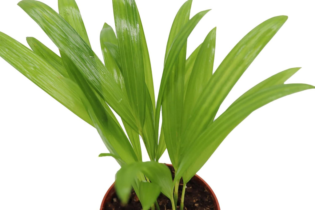 4 inch Areca Palm W427