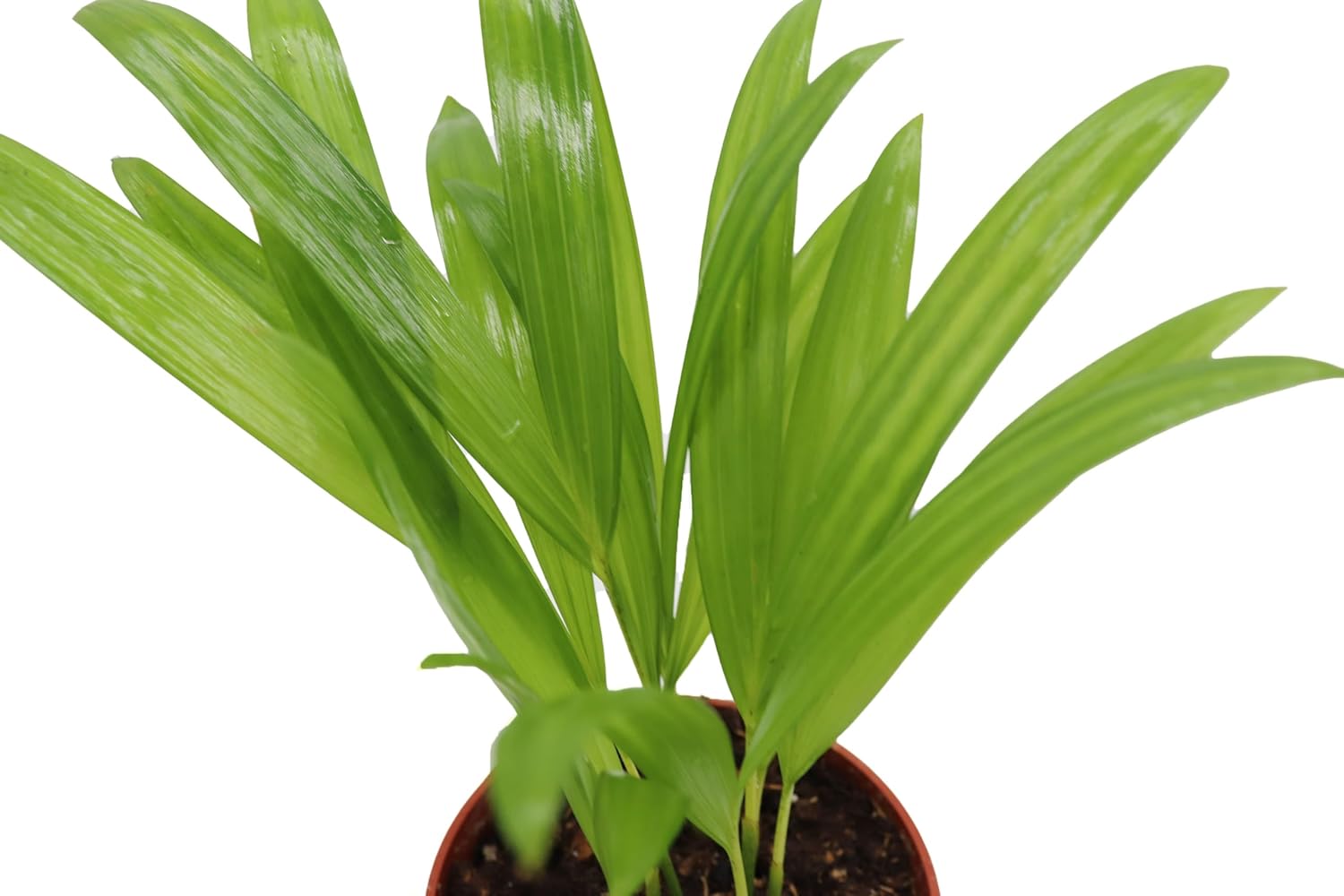 4 inch Areca Palm W427