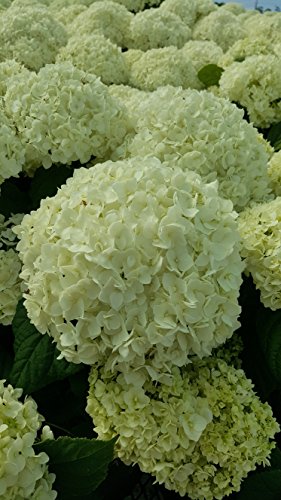 White Smooth Hydrangea Shrub P4844
