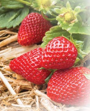 120 sq. ft. Organic Straw Mulch Cover V54436