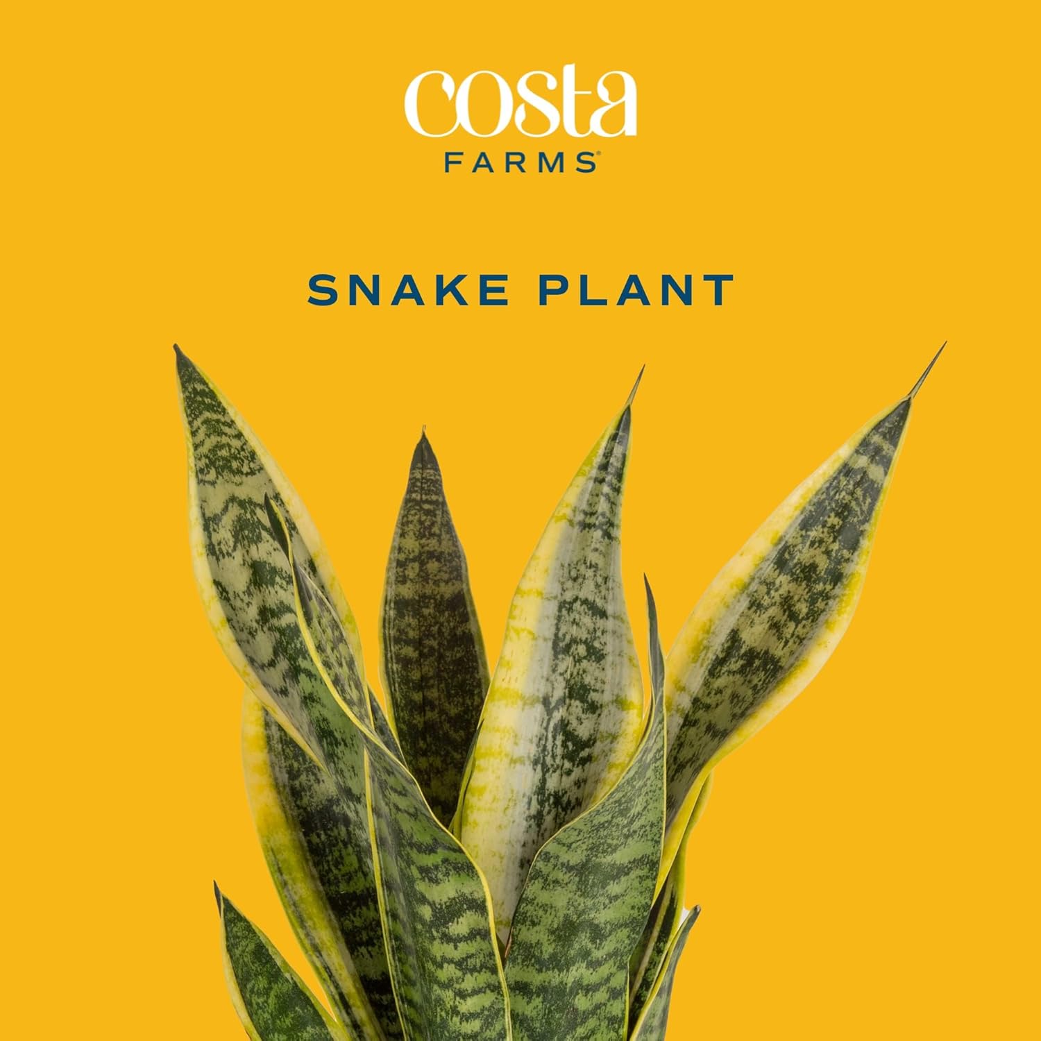 Snake Plant Live Indoor Plant, 12-Inch Tall, Green, Yellow E588