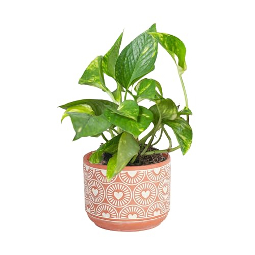 Live Pothos Plant A9037