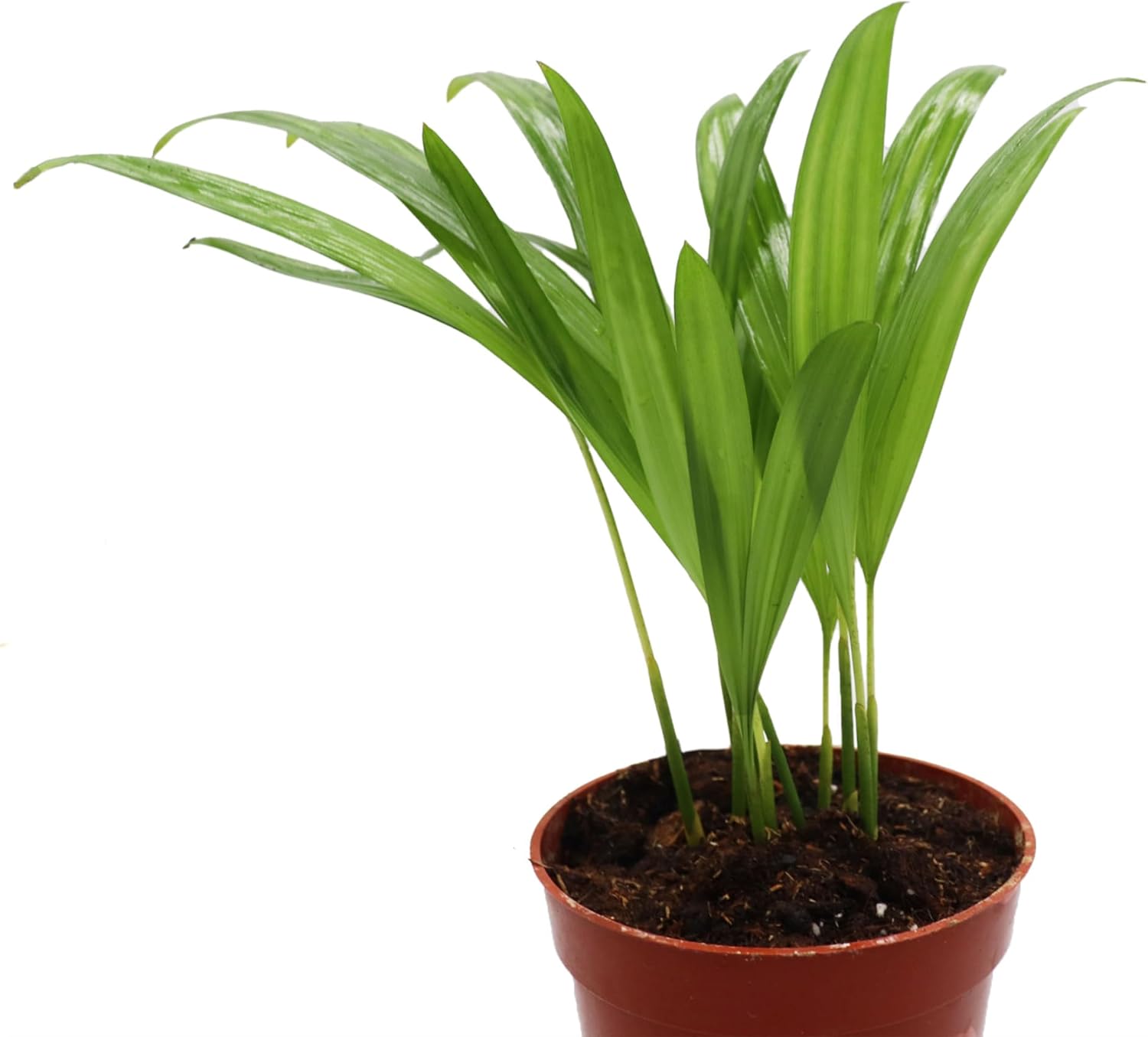 4 inch Areca Palm W427