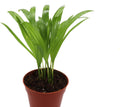 4 inch Areca Palm W427