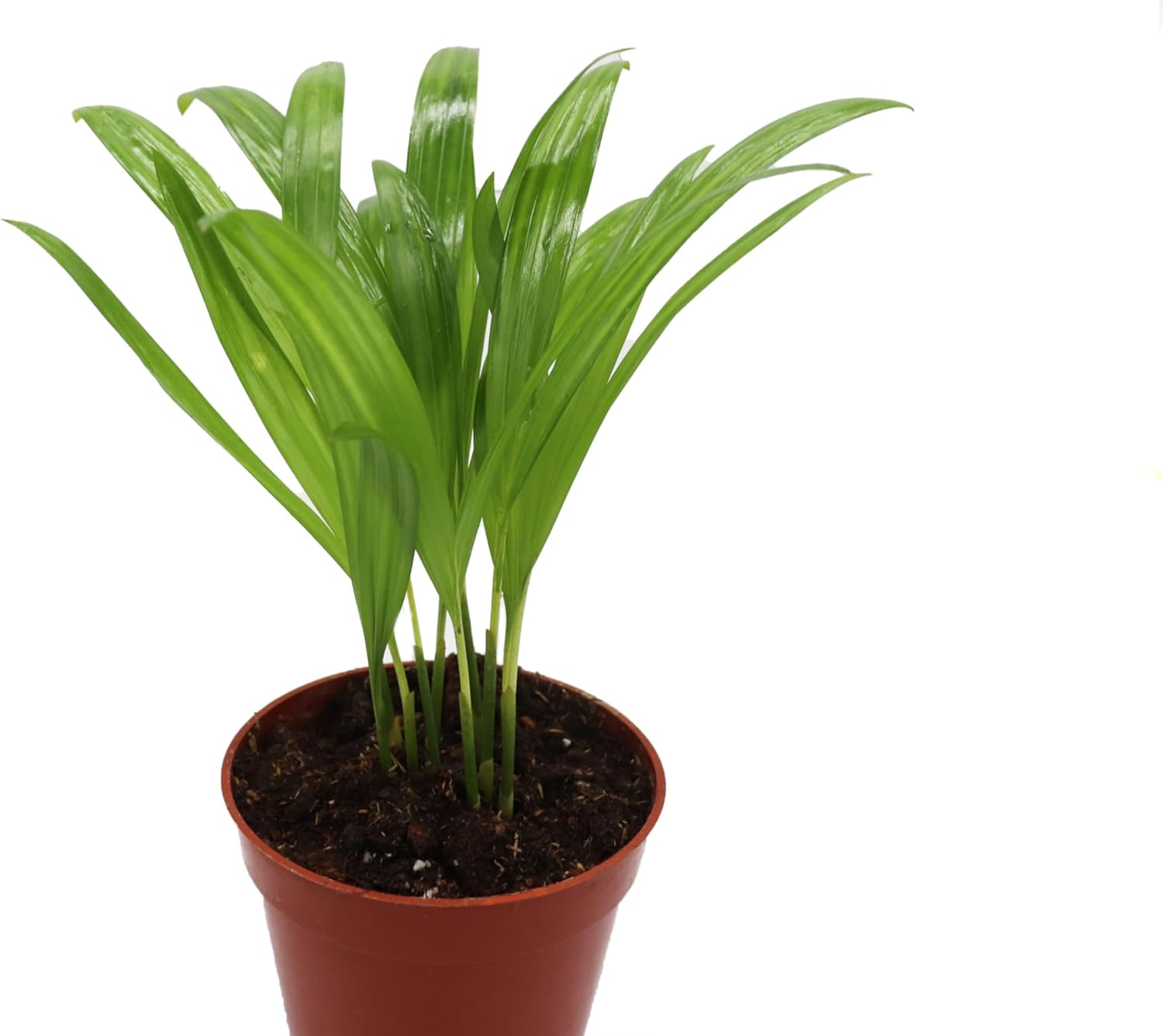 4 inch Areca Palm W427