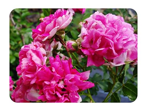 Double Pink Climbing Rose Bush Live Plant 4 Inch Pot E933