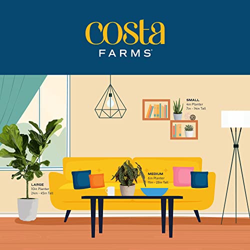 Live Pothos Plant A9037