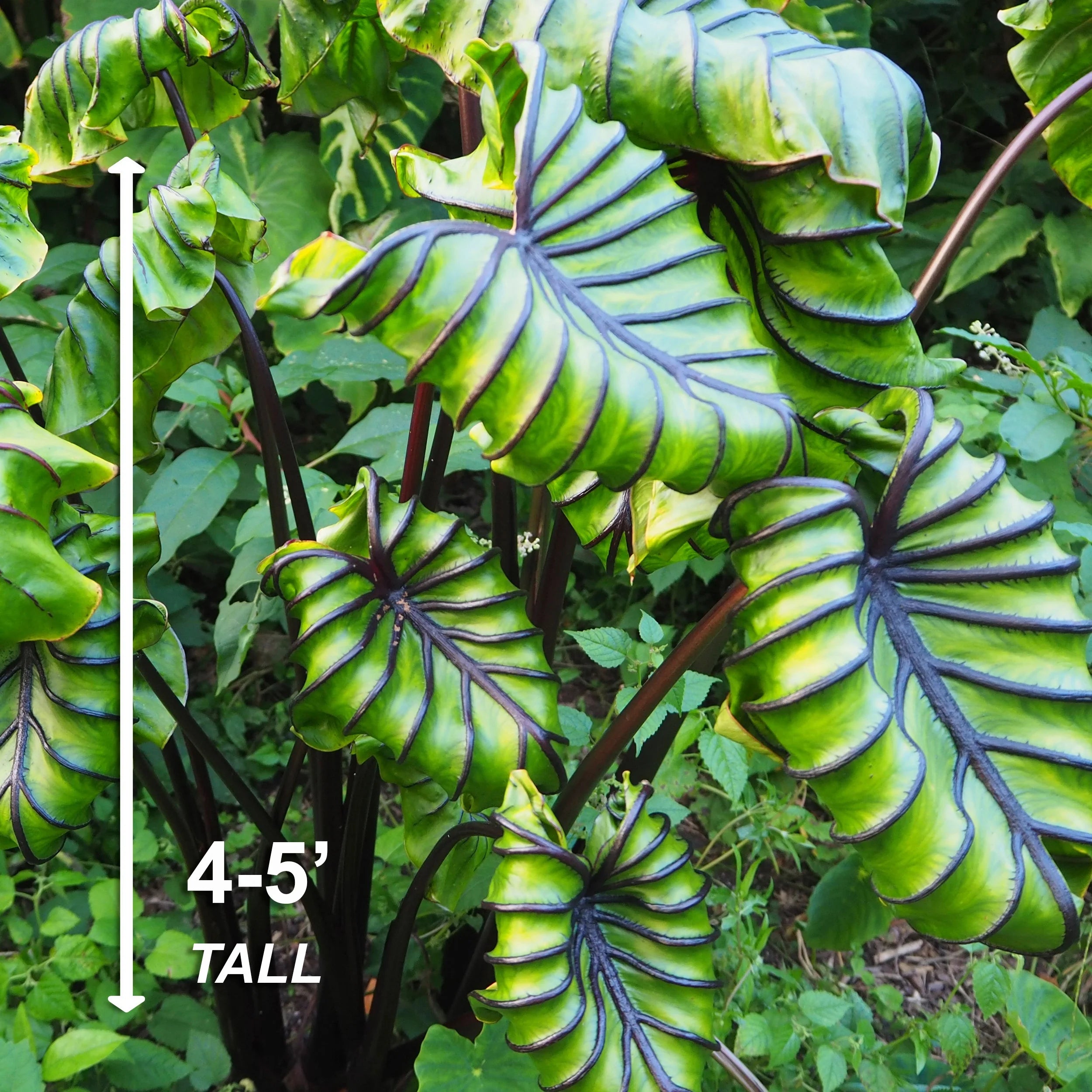 Elephant Ear Bulbs, 7/9 inches (Bag of 1) T901