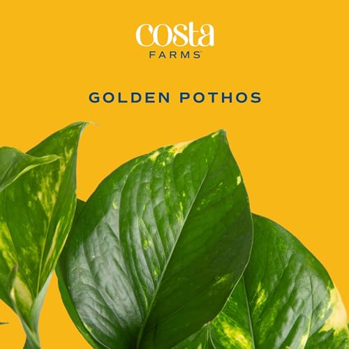 Live Pothos Plant A9037