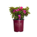 Pink Flowering Shrub Q57582