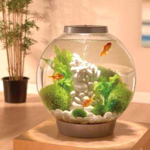 Classic 60 Aquarium with LED A877