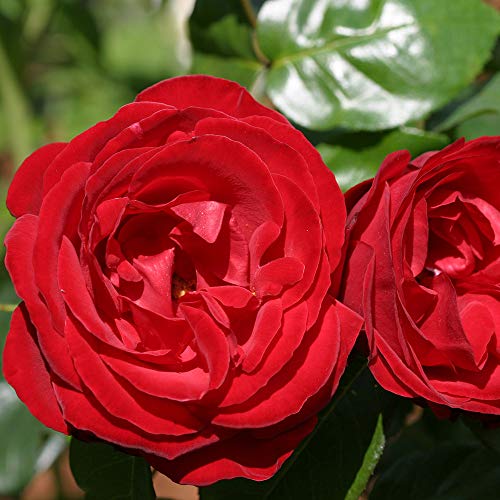 Red Climbing Rose Bush G761591