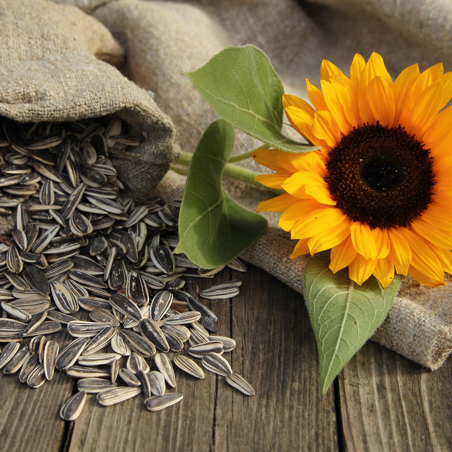 5.25 Oz Assorted Flavors Sunflower Seeds Variety Pack 9 Count O704785