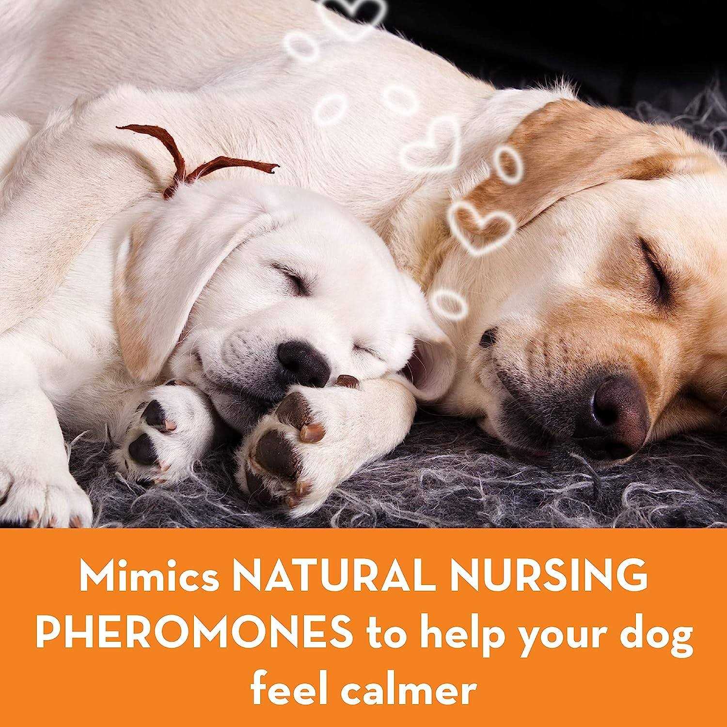Calming Dog Collar N67826