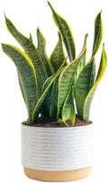 Snake Plant Live Indoor Plant, 12-Inch Tall, Green, Yellow E588