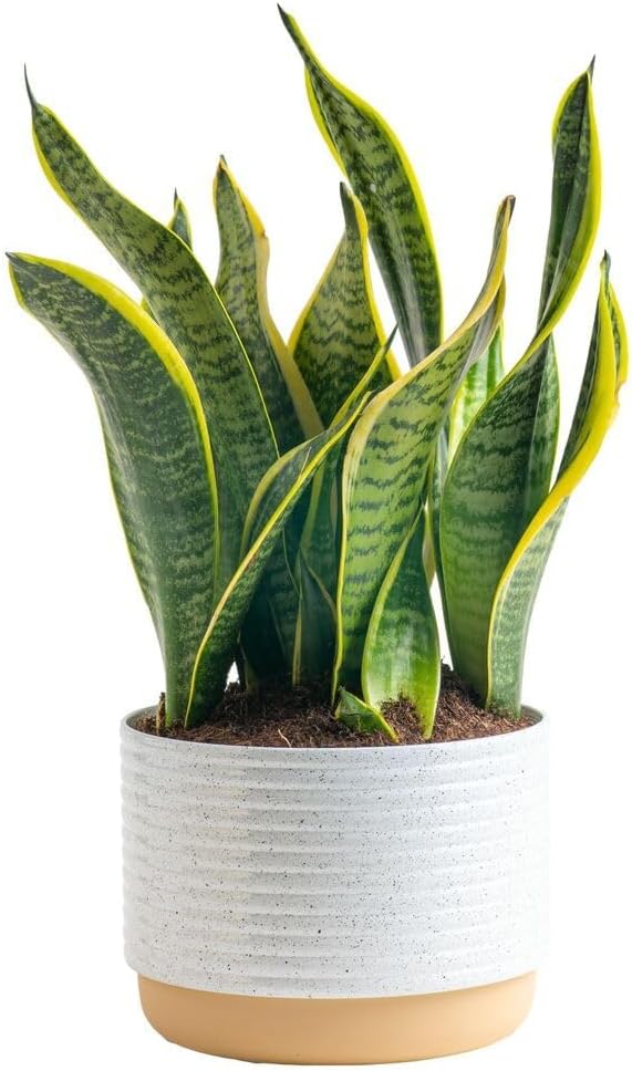 Snake Plant Live Indoor Plant, 12-Inch Tall, Green, Yellow E588