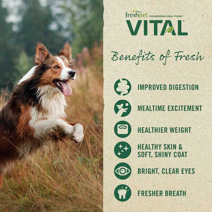 Grain-Free Beef & Lamb Fresh Dog Food Y642