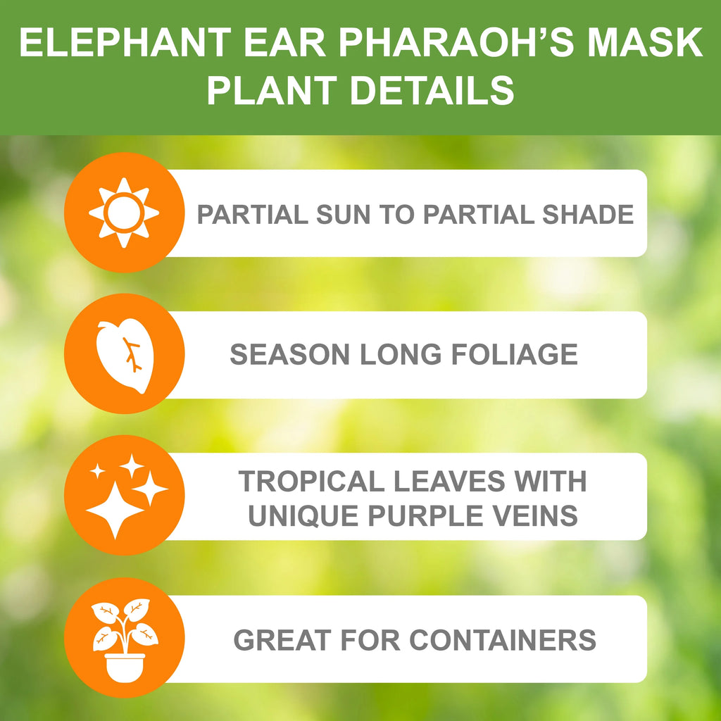 Elephant Ear Bulbs, 7/9 inches (Bag of 1) T901