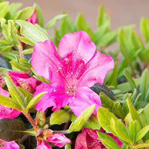 Pink Flowering Shrub Q57582