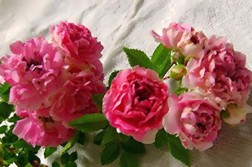 Double Pink Climbing Rose Bush Live Plant 4 Inch Pot E933