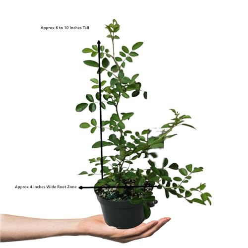 Double Pink Climbing Rose Bush Live Plant 4 Inch Pot E933