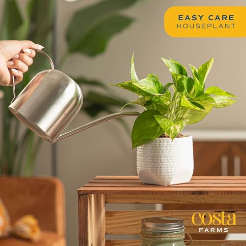 Live Pothos Plant A9037