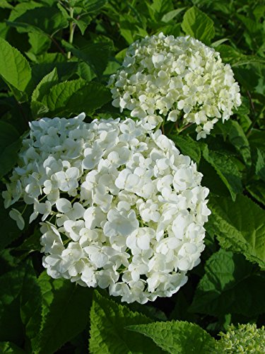 White Smooth Hydrangea Shrub P4844
