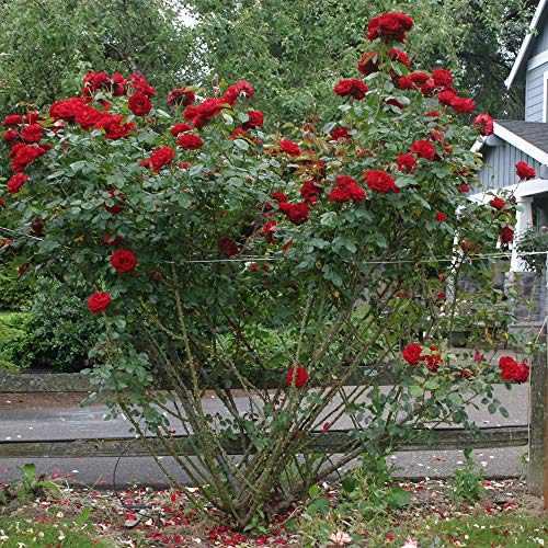 Red Climbing Rose Bush G761591