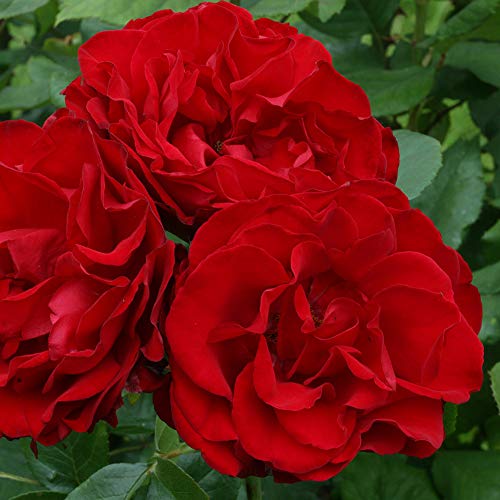 Red Climbing Rose Bush G761591