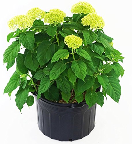 White Smooth Hydrangea Shrub P4844
