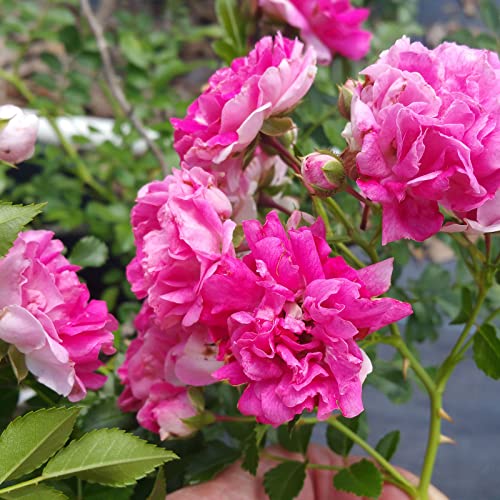 Double Pink Climbing Rose Bush Live Plant 4 Inch Pot E933