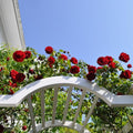 Red Climbing Rose Bush G761591