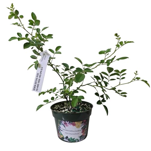Double Pink Climbing Rose Bush Live Plant 4 Inch Pot E933