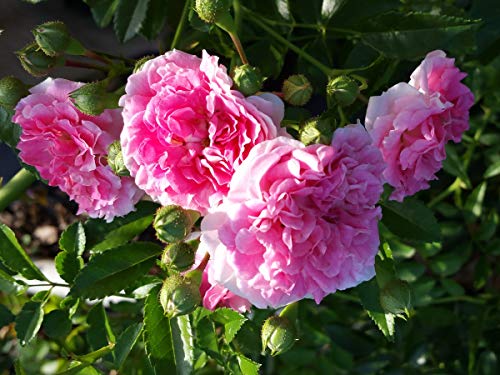 Double Pink Climbing Rose Bush Live Plant 4 Inch Pot E933