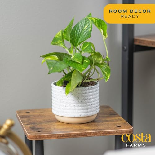 Live Pothos Plant A9037