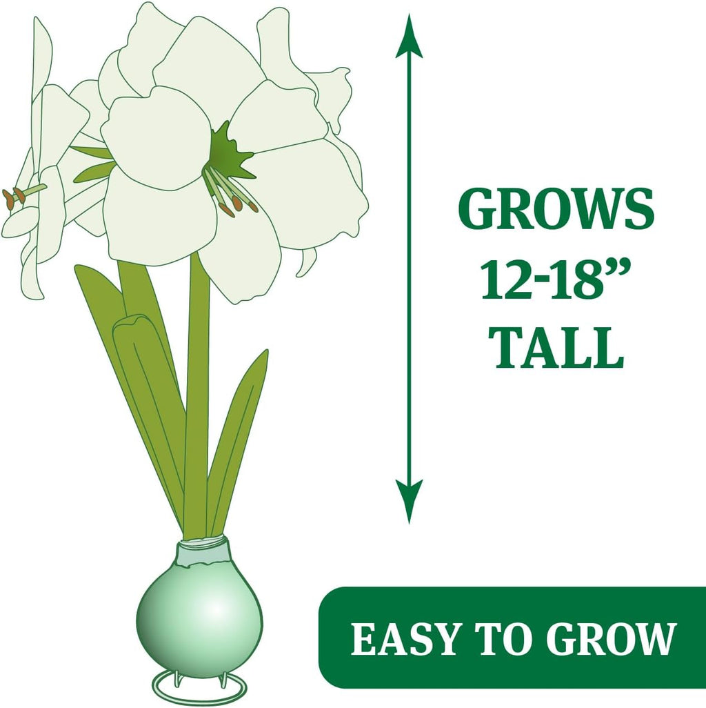 Waxed Amaryllis Flower Bulb with Stand C48961