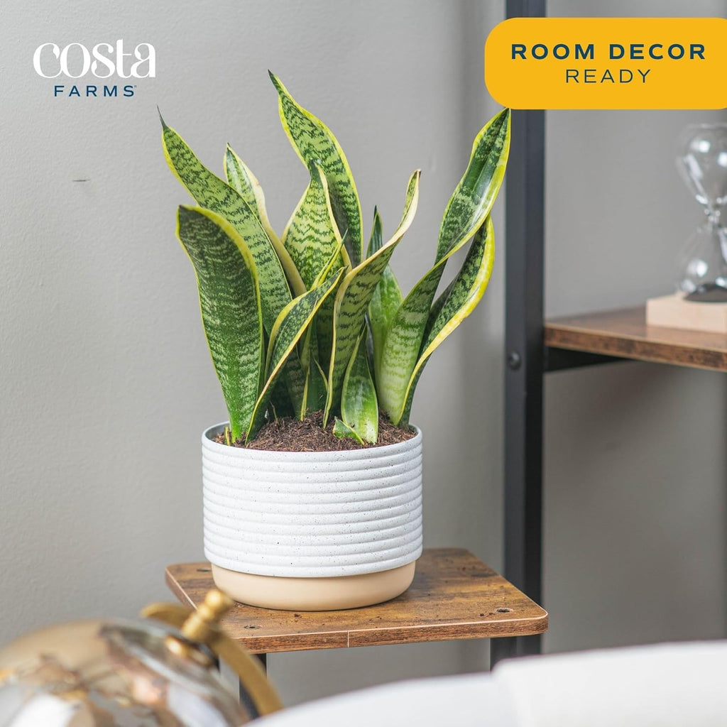 Snake Plant Live Indoor Plant, 12-Inch Tall, Green, Yellow E588