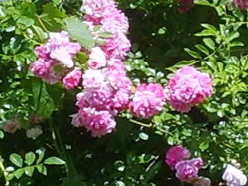 Double Pink Climbing Rose Bush Live Plant 4 Inch Pot E933