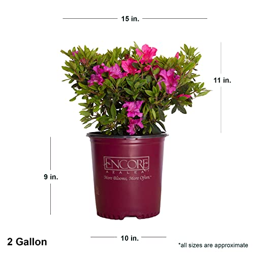 Pink Flowering Shrub Q57582
